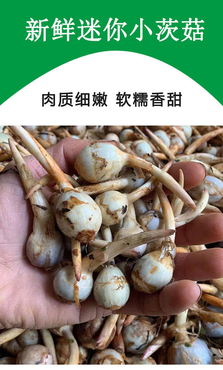 云南现挖新鲜迷你小茨菇白马蹄白慈姑农家自种粉糯茨菰燕尾菇蔬菜新鲜