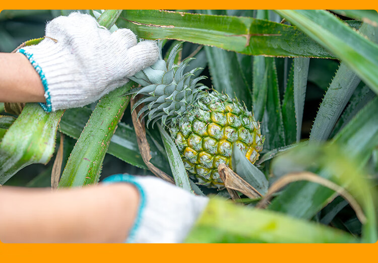中山神湾菠萝新鲜水果小菠萝香甜无渣小果香水凤梨5斤装波罗