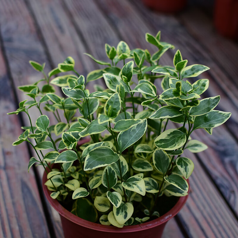 花叶蔓常春藤垂吊盆栽常绿花园庭院彩色观叶开花吊兰一盆18cm盆不含盆