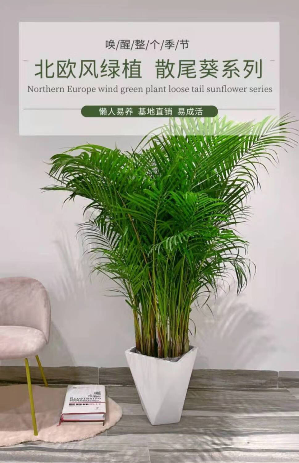 精选绿植散尾葵凤尾竹大型绿植花卉盆栽吸甲醛客厅大全盆易活四季室内