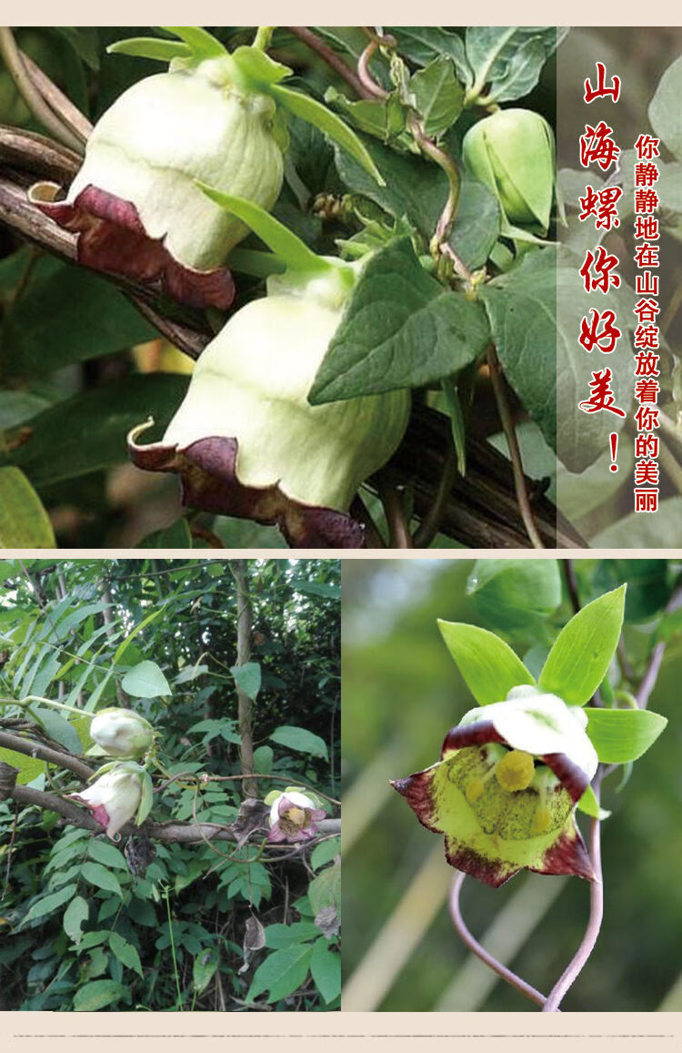 医味山海螺四叶参奶参羊乳参大个山海螺新鲜现挖原