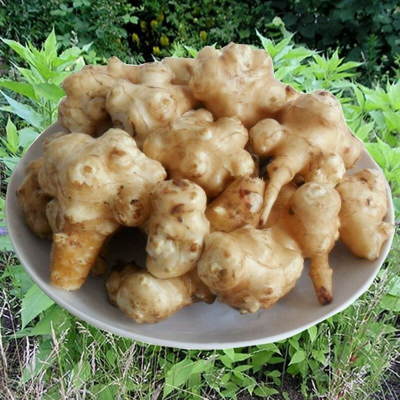 现挖新鲜脆洋姜鬼子姜菊芋头农家蔬菜咸菜135斤装精选5斤装精选