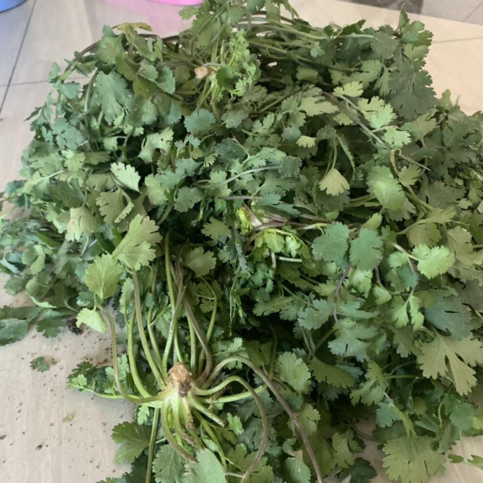 冠季香菜新鲜蔬菜4斤和河南芫荽农家矮脚土香菜霜冻香菜红根香菜500g