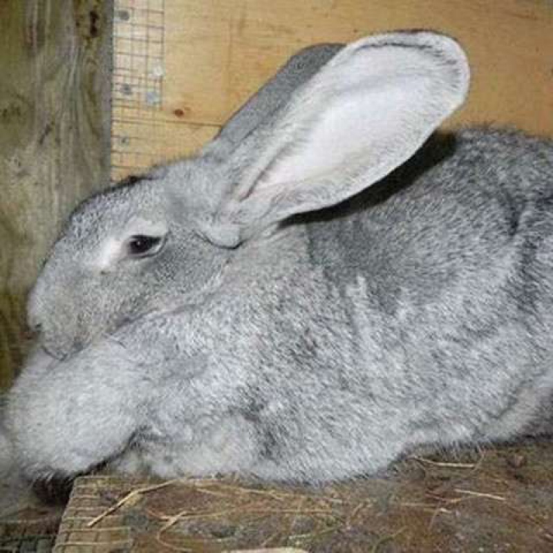 【京选推荐】新品巨兔喜马拉雅巨兔大型肉兔活家养兔子巨兔苗可长50斤