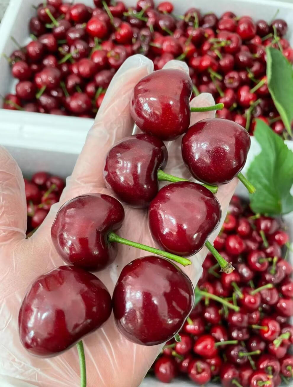 顺丰现摘现发头茬精选山东烟台新鲜大樱桃3j精选大果国产车厘子产地