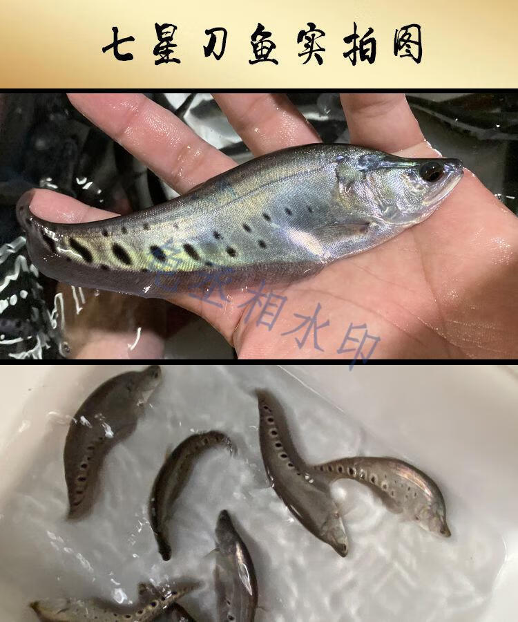 七星刀鱼黄金白化七星刀活体好养中大型热带魔鬼刀金刀淡水观赏鱼 双