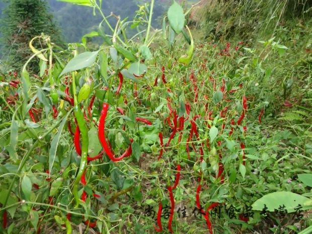 贵州黎平特产干辣椒二荆条辣椒二荆条细长辣椒500g农本地干辣椒 一斤