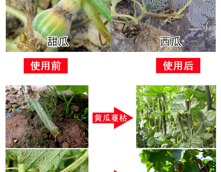 进口蔓枯病2号黄瓜西瓜甜瓜蔓枯病瓜类专用药剂北美农大3瓶200克瓶