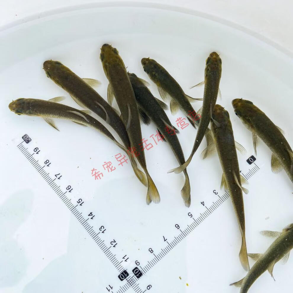 青鱼苗20公分特大正宗螺蛳淡水养殖活体水花鱼苗乌皖鱼灰螺丝青青鱼苗