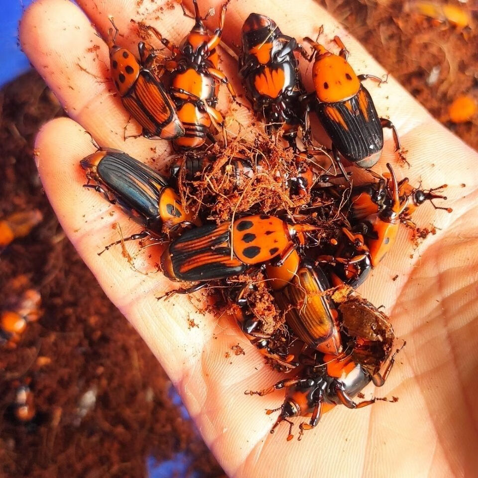 鸟用活体饲料 皇竹虫竹笋虫竹象虫活体成虫种苗种虫 100个种苗【图片