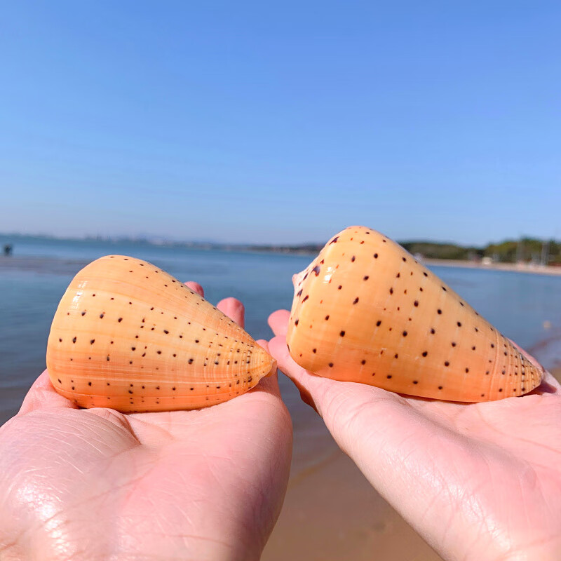 黄玉米螺天然贝壳海螺玉米芋螺鱼缸造景水族装饰地中海
