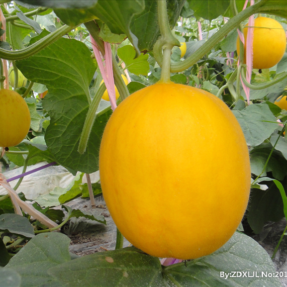 播农家高产甜早熟薄皮香瓜 懒汉瓜王甜瓜彩包*100粒【图片 价格 品牌