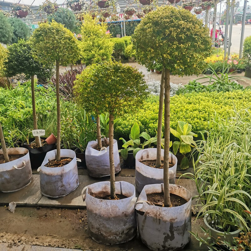 亮晶女贞棒棒糖造型金冠女贞塔型球形树苗耐寒耐冻植物亮金女贞落地球