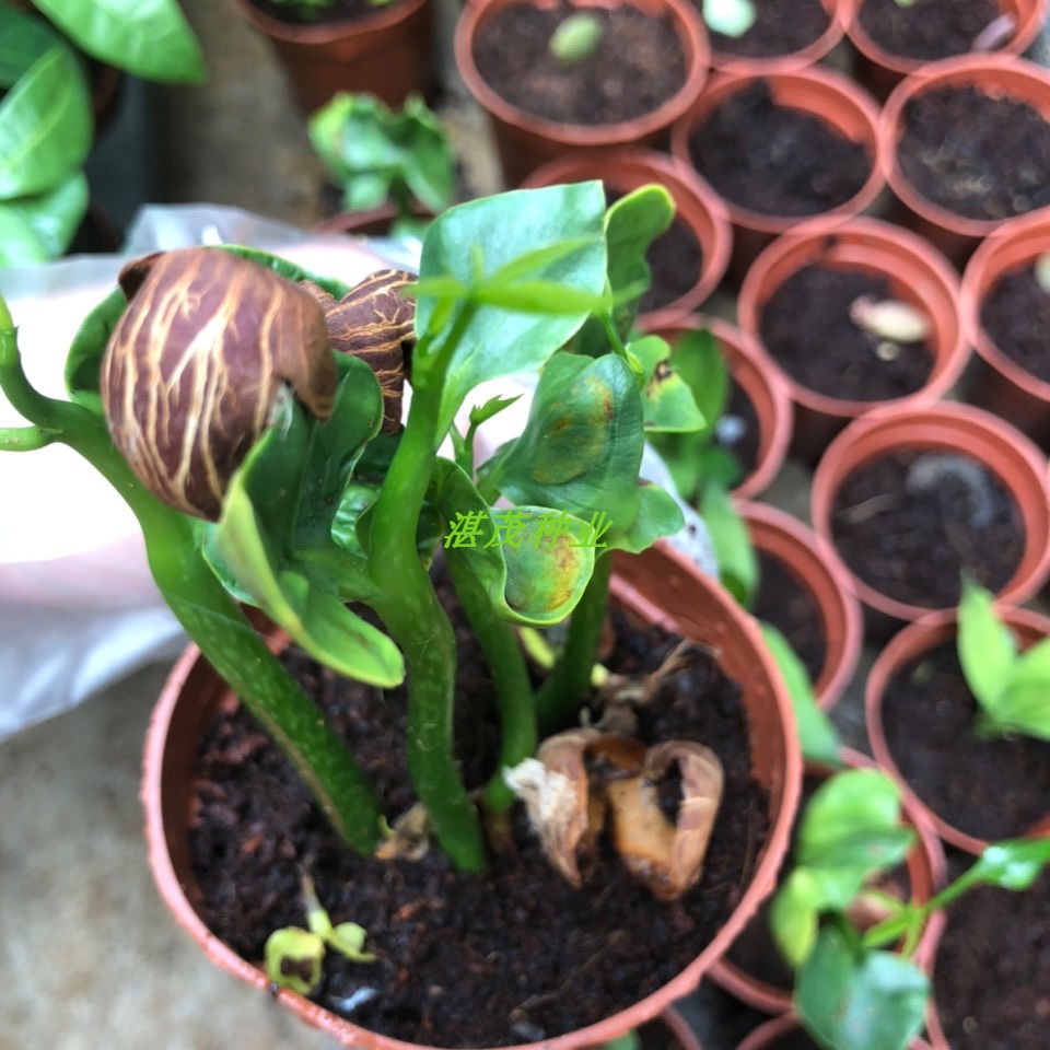 发财树种子树种子金钱树种籽四季易种活庭院阳台盆栽花卉种籽发财树