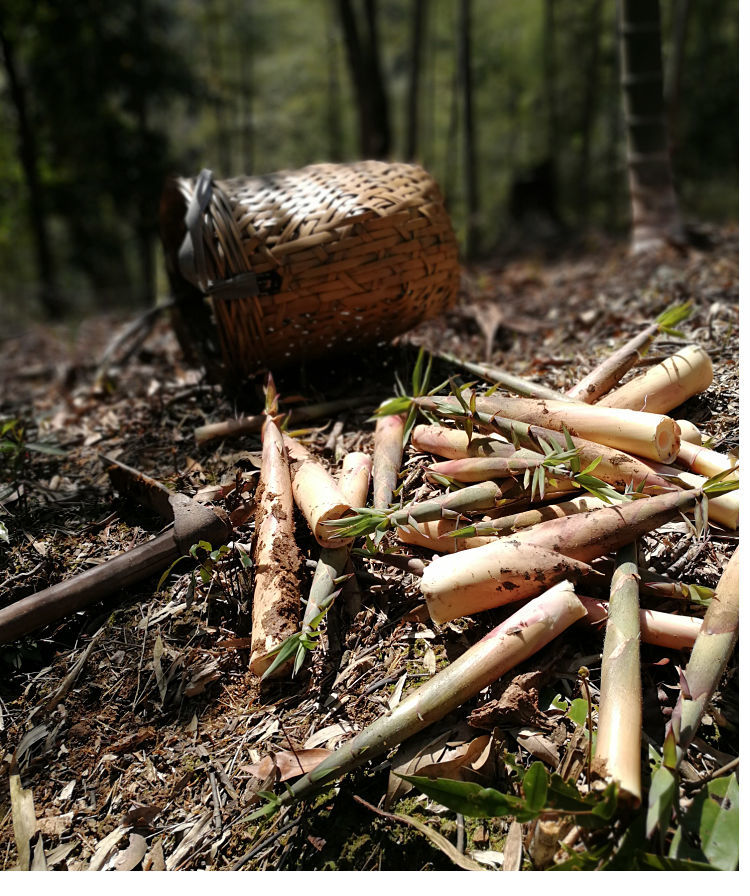 【严选好物】 新鲜苦笋客家苦笋大洋苦竹笋赣南苦笋春笋 不支持七天无
