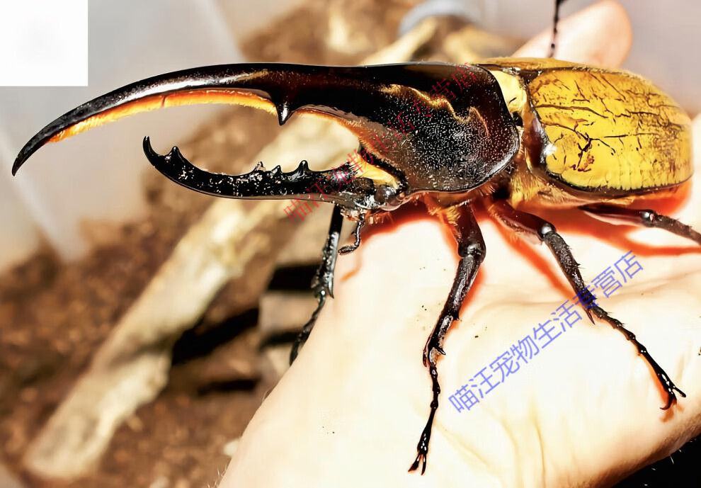 瑾伦长戟大兜虫dhh海格力斯甲虫爬虫活体另有战亚克锹甲 md血统dhh