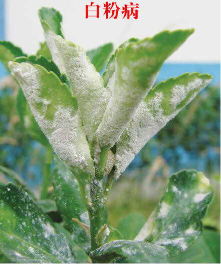 国光三唑酮月季白粉病药多肉三坐酮杀菌剂粉锈宁梨黄瓜植物锈病专用药