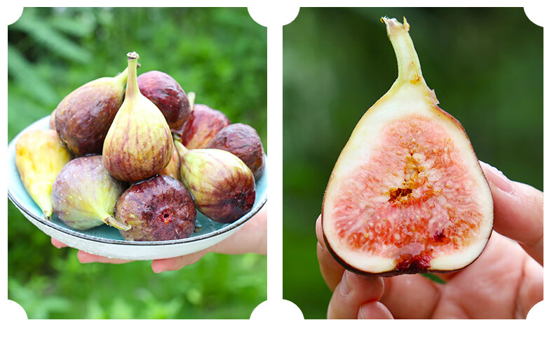 晶太太现摘现发云南红皮无花果新鲜大果当季孕妇水果3斤