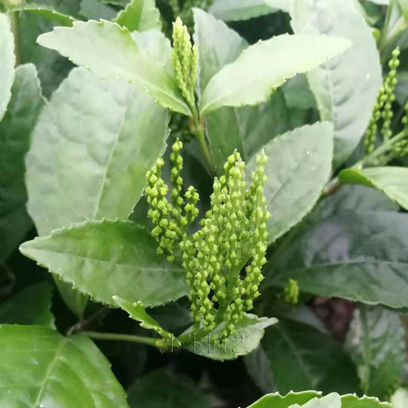 园艺当年开花金粟兰花苗鱼子兰鸡爪兰花香叶绿庭院阳台绿植盆栽珠兰