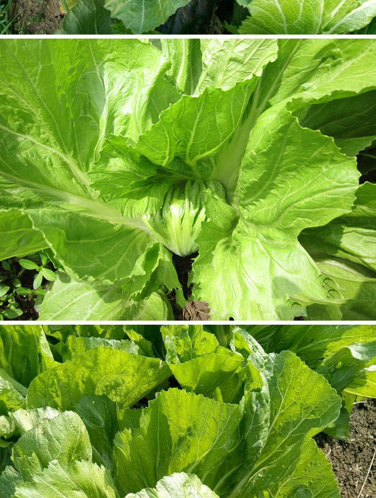 包心芥菜种籽包包青菜青菜四川做酸菜春夏秋冬四季阳台蔬菜种孑子920