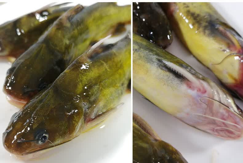 黄骨鱼黄刺汪丫黄颡昂刺鱼黄辣丁昂公嘎鱼新鲜鲜活 野生黄骨鱼3斤