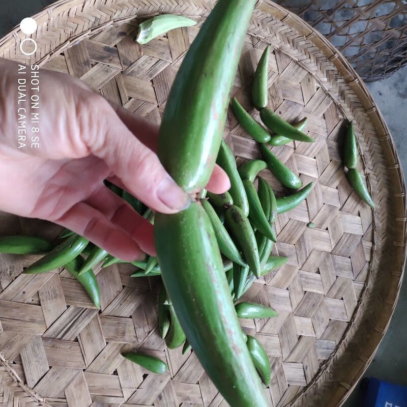 新鲜羊排果云南西双版纳特色酸果牛角果酸果新鲜羊排果牛角果2斤