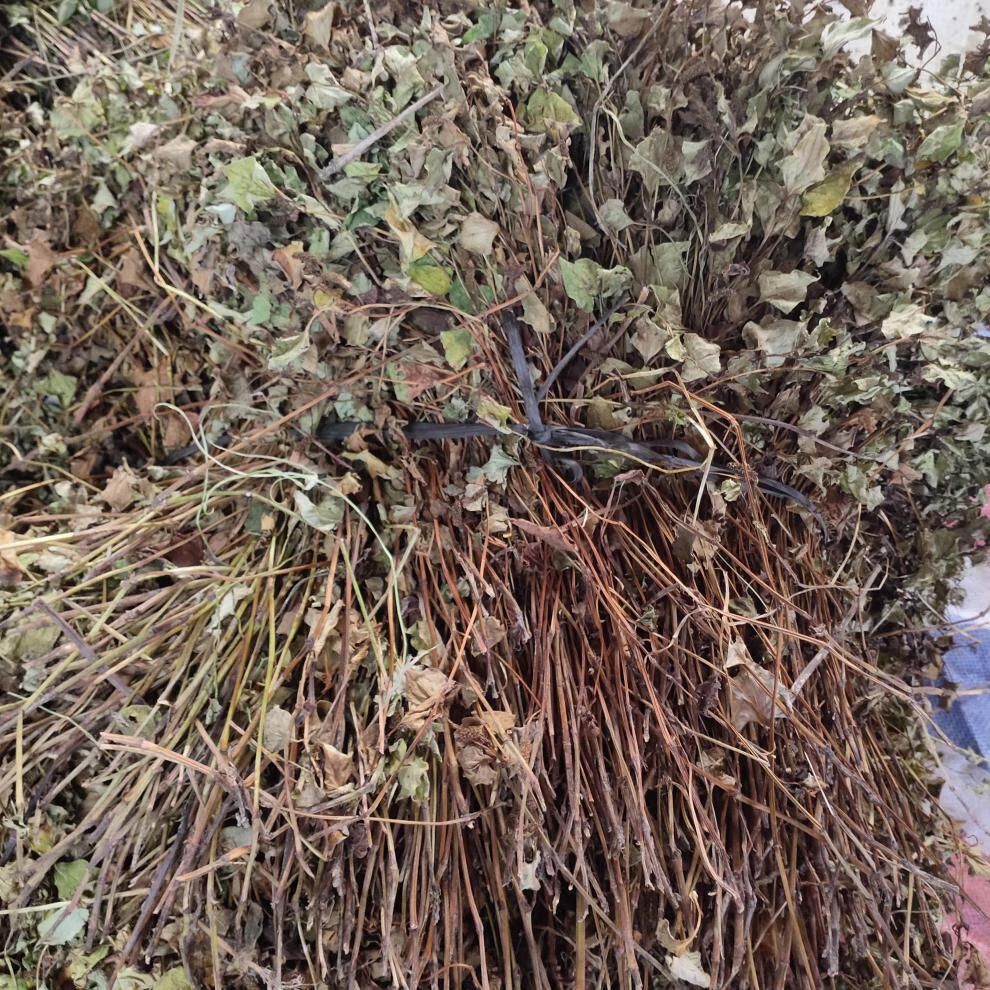 广西鱼腥草500g新货干货农家自晒中草药拆耳根鱼星草泡茶凉茶 草泡茶