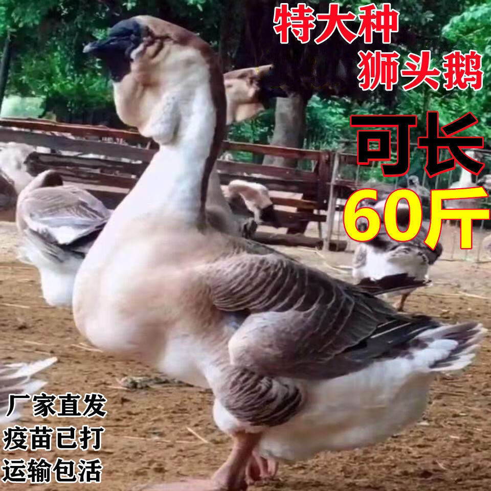 大型白色狮头鹅【可长60斤】 两公七母【加4只路损 共13只】【图