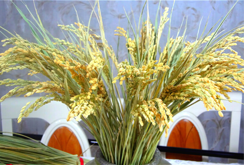 稻穗一束100支【图片 价格 品牌 报价】-京东