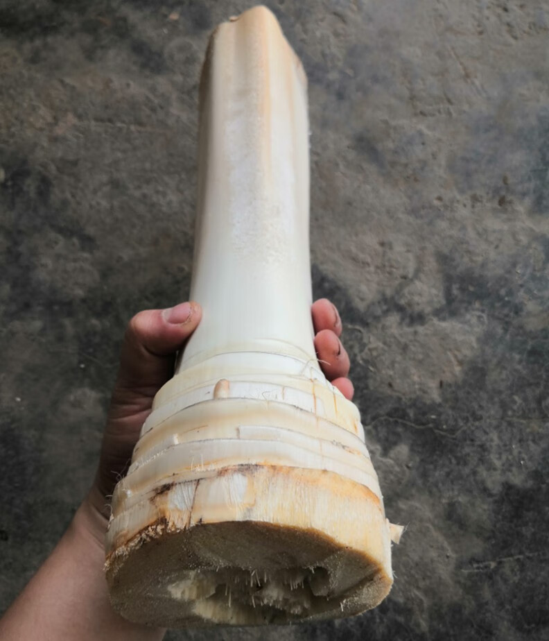 现新鲜甜棕树心棕树尖棕榈芯棕树头棕榈心棕榈树树心1个 1500g 1500g