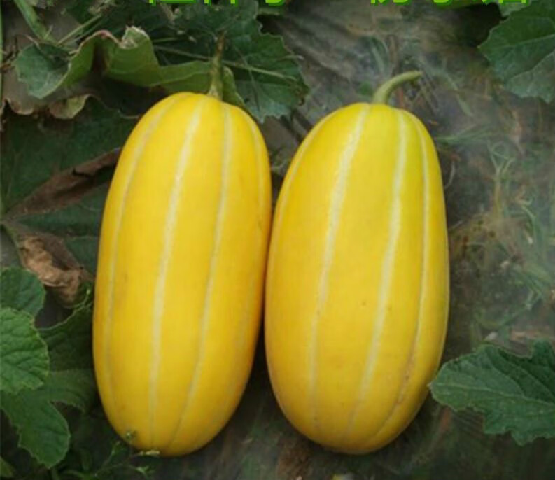 黄金蜜香瓜薄皮甜瓜水果黄金蜜甜瓜246个装整箱生鲜团建送礼2个装单个