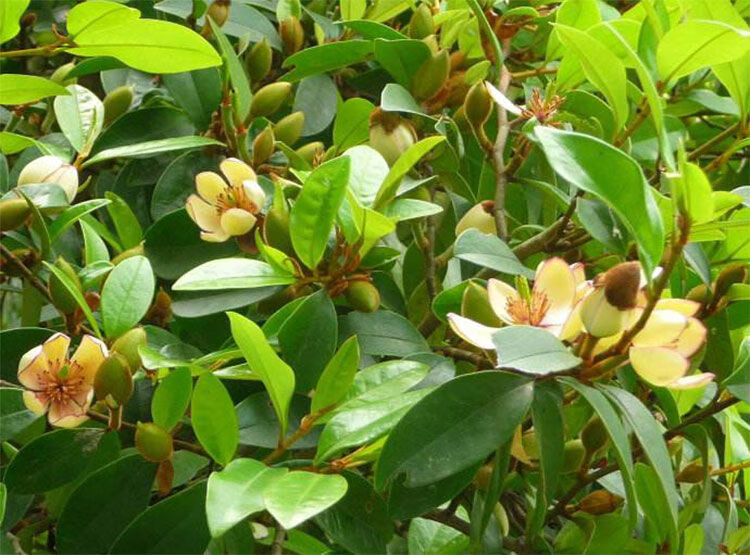 品种:含笑适用空间:阳台商品产地:中国大陆商品毛重:100.