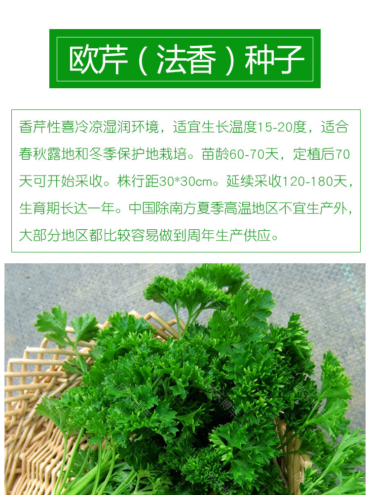 欧芹籽法香种子春秋冬季洋欧洲香芹香草种子芹菜籽四季播蔬菜种孑法芹