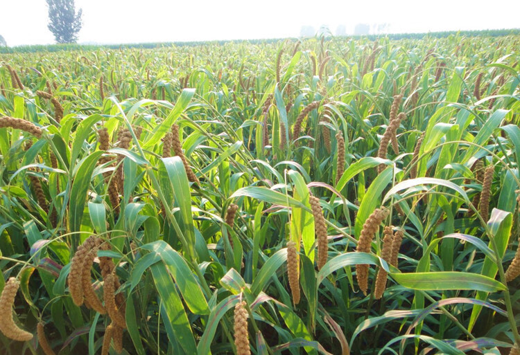 金乡马庙马坡金谷小米2020年新黄小米山东济宁月子小黄米5斤 小黄米5