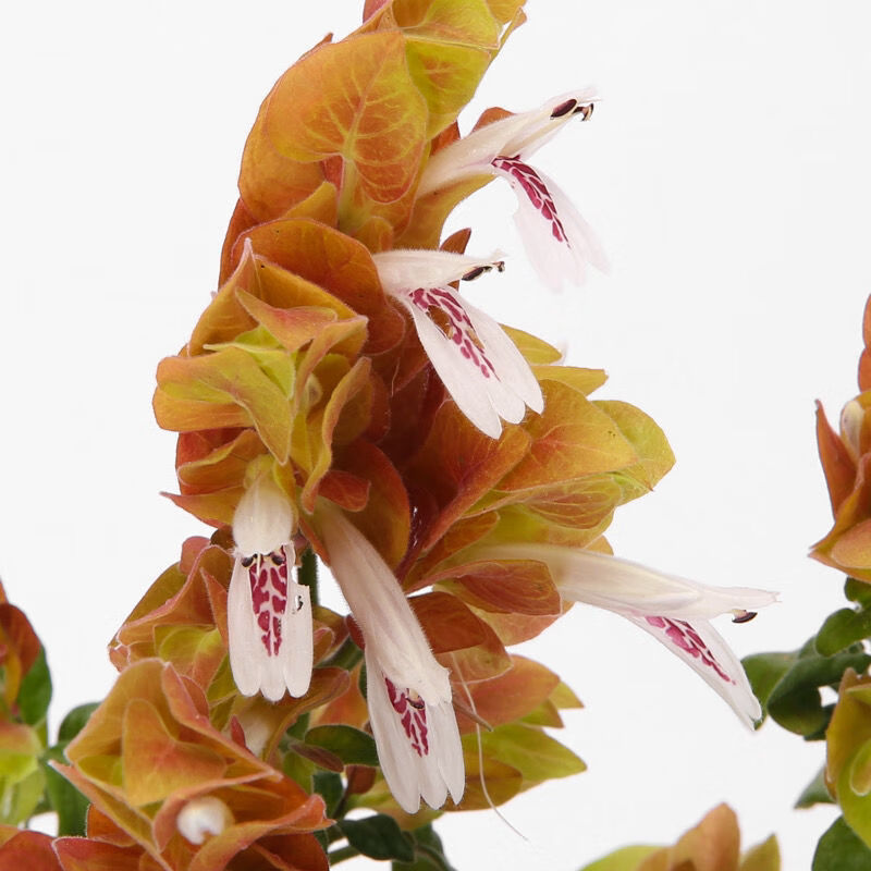 奇特植物尊贵植物四季开花虾衣花阳台庭院盆栽红虾花苗似龙虾 尊贵