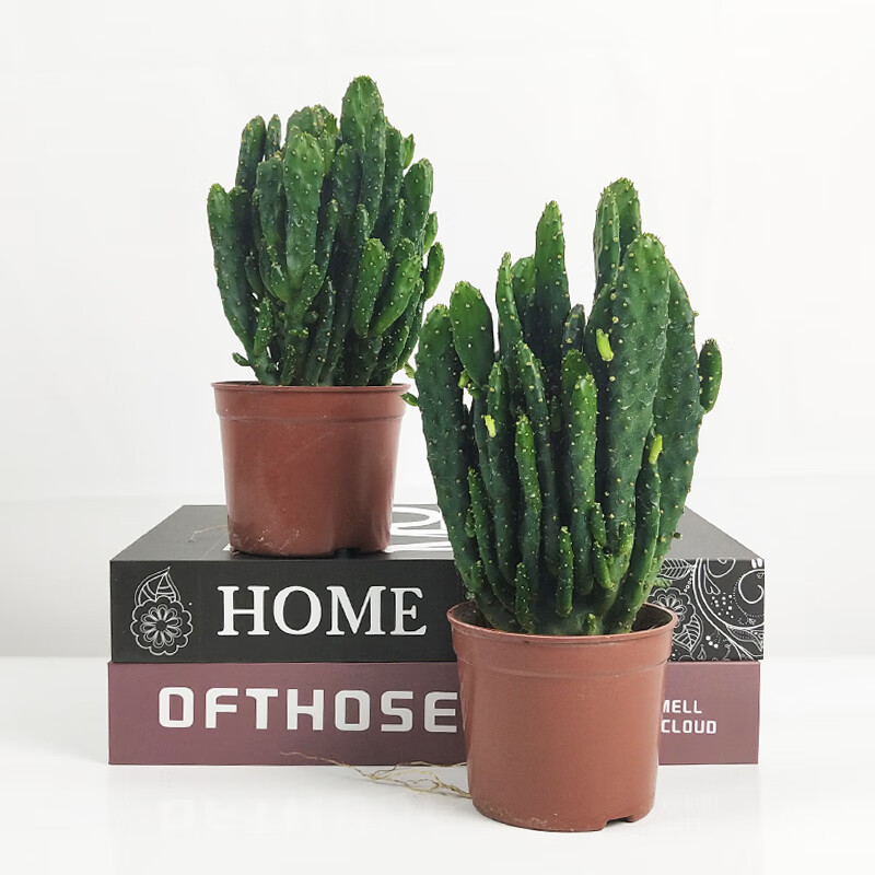 手多肉植物摇钱树仙人掌办公室内吸净化空气小盆栽 手【塑料原盆】2盆