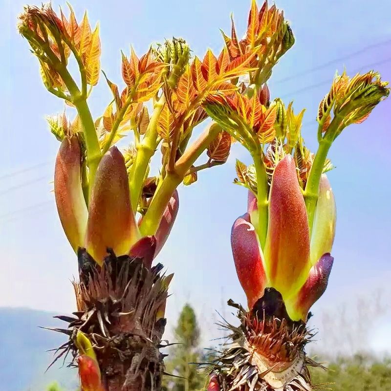 刺龙芽1斤新鲜蔬菜刺龙苞刺嫩芽现摘现发当季下饭菜5斤顺丰五斤装刺龙