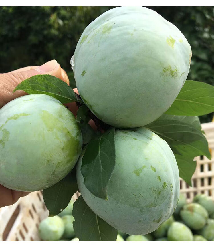 星派果 正宗福建古田油奈李 新鲜现摘脆甜可口脱骨青脆李大果礼盒装