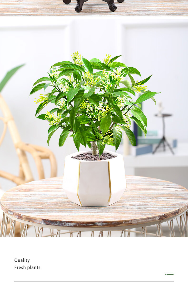 梦动夜来香花树苗盆栽植物带花苞室内外阳台花卉绿植浓香驱蚊四季开花