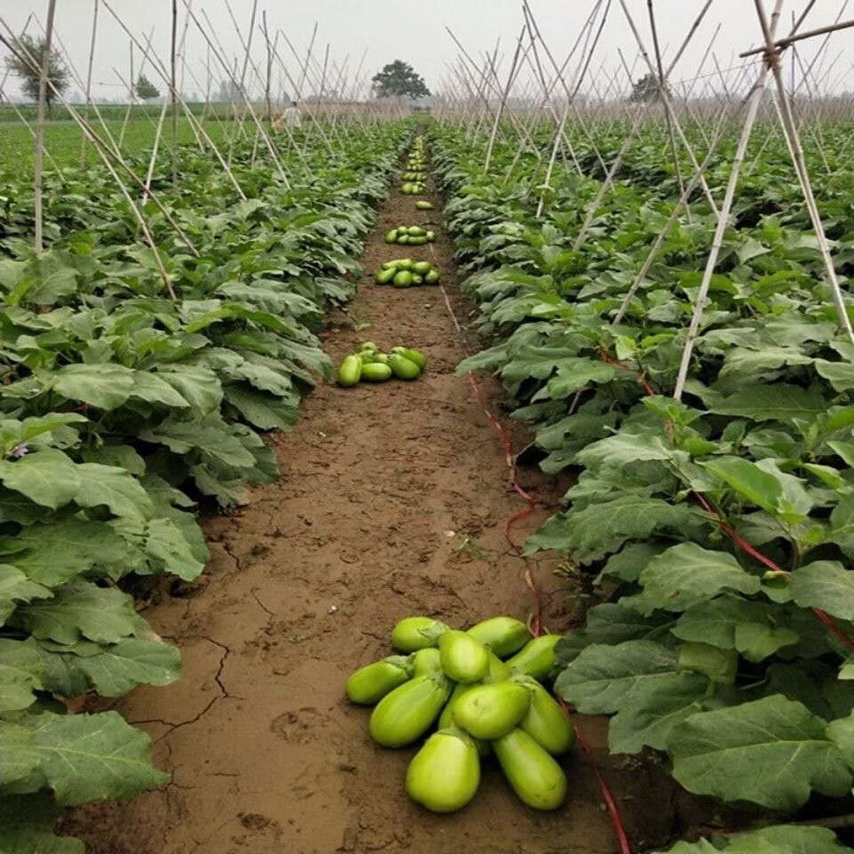 y特卖新鲜蔬菜河南青茄子圆茄子绿茄子农家自种蔬菜 两斤新鲜茄子
