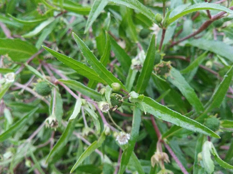 中药材野生旱莲草墨旱莲乌发新鲜干货旱莲草1000克
