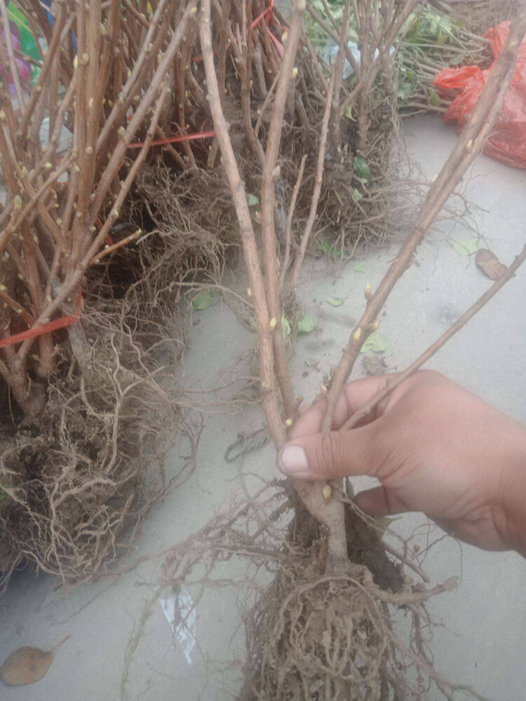 文静花坊不爬藤黑加仑树状小葡萄树苗耐寒耐旱南北方种植地栽盆栽2年