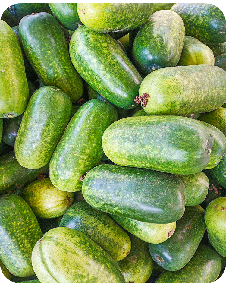 黎昕绿春小冬瓜种子种籽苗阳台菜苗四季盆栽蔬菜孑秧苗迷你瓜秧东瓜莱