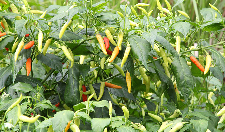 小米椒辣椒江西赣州农家小米椒辣椒干红赣南土特产朝天椒500g年货