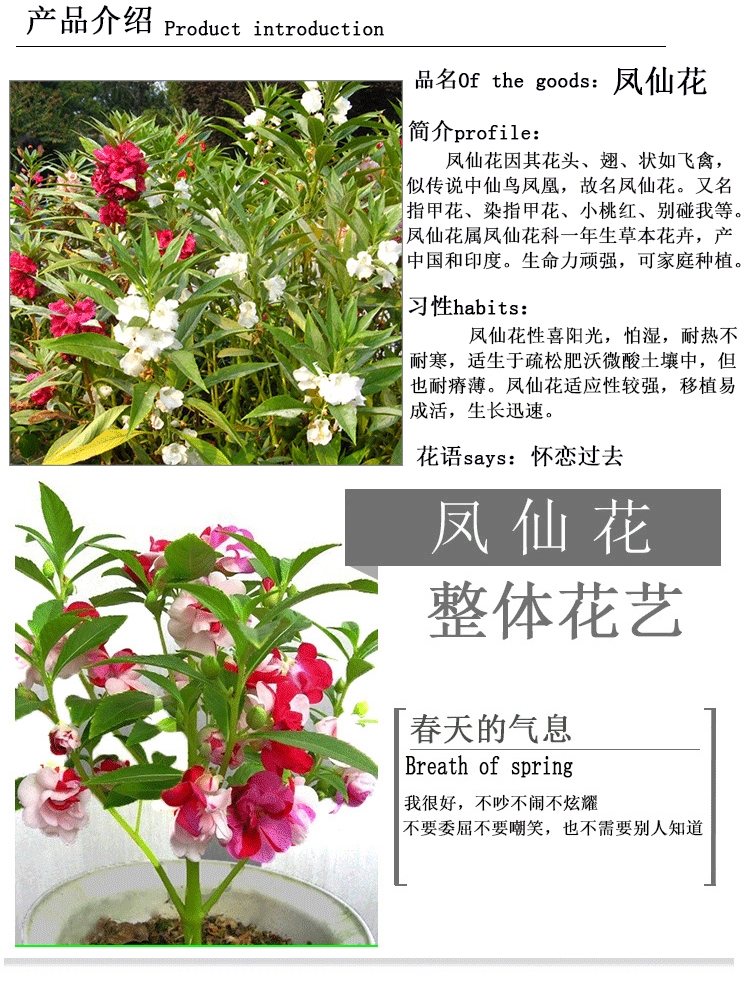 花籽套餐种籽花种籽子易活四季开花的种子套装粉色凤仙花500粒盆土肥