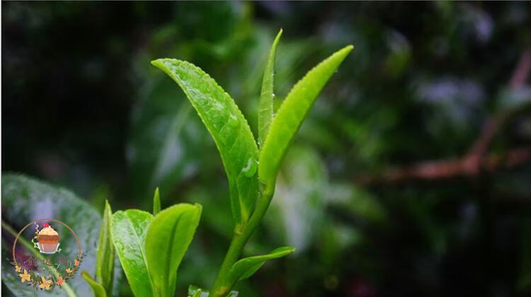 耿马茶宗云南耿马蒸酶绿茶一级露珠茶新茶早春茶袋装茶