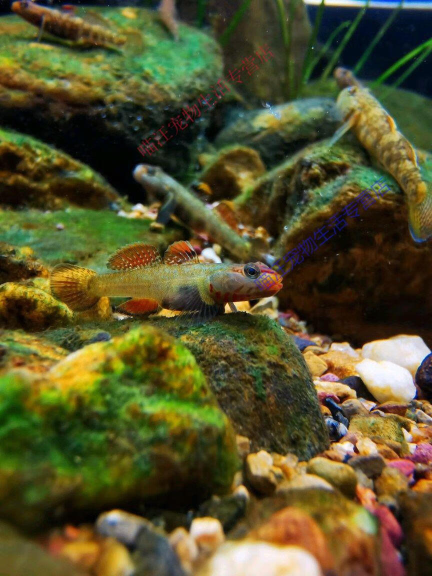 瑾伦练手稀有原生溪流吻白面虾虎鱼好养耐活冷水鱼小型淡水热带观赏鱼