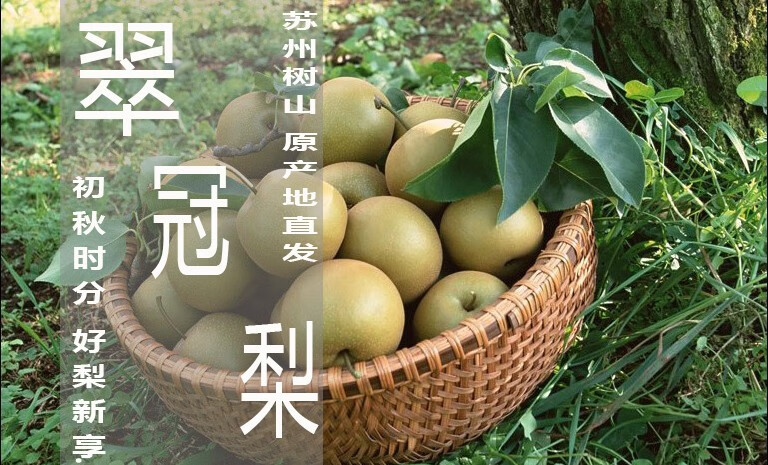 现货超甜苏州树山翠冠梨树山梨脆冠梨梨子新鲜水果10斤礼盒装 5斤 中