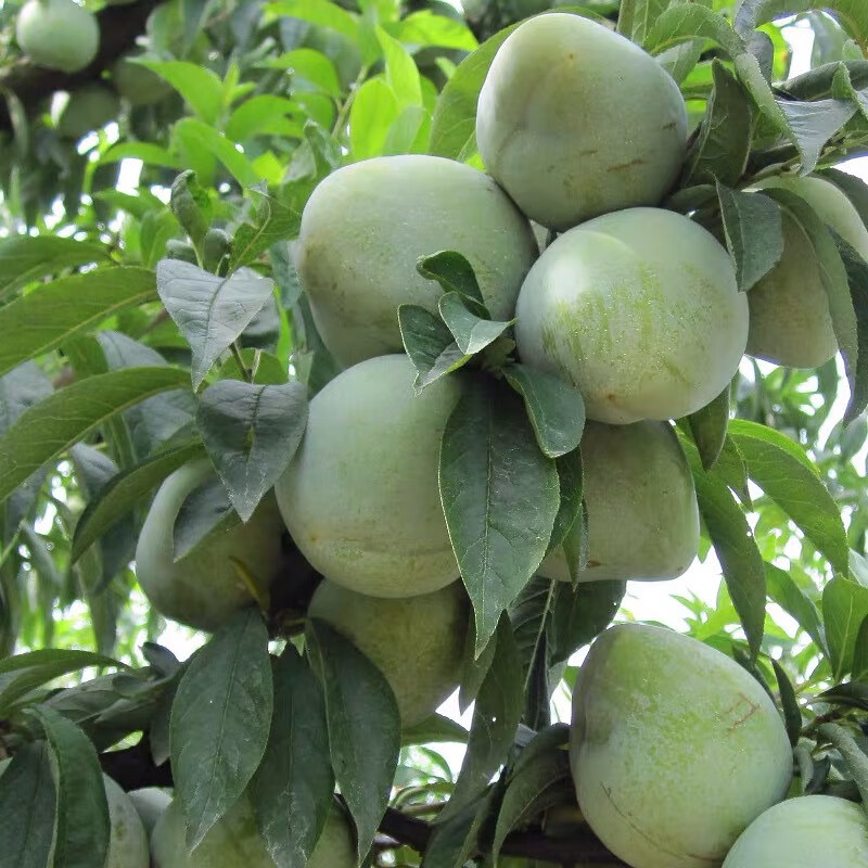 新鲜油奈李子青李子水果 应季青李子 京东生鲜 青奈桃形脱骨李 2500g