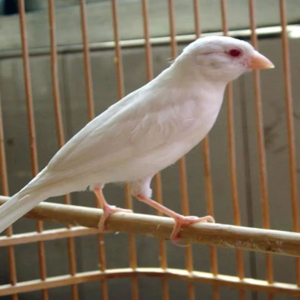 玉鸟活体山东黄玉鸟笼养鸣唱鸟小鸟辣椒红玉鸟扬州黄雪花红赤兔马精品